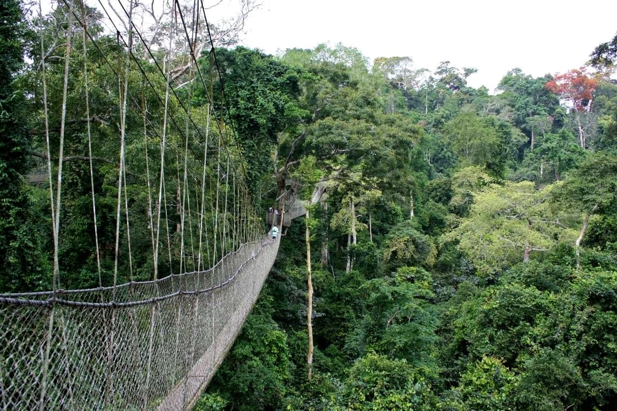 Parc National de Kakum