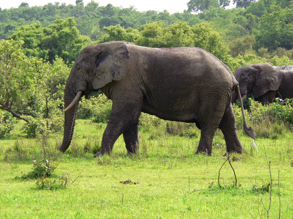 Parc National de Mole